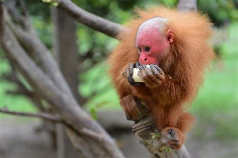  Uakari – Khám Phá Loài Khỉ Lông Đỏ Rực Rỡ Với Những Mũi Mũ Tàu Chắc Hẳn Có Năng Lượng Siêu Cấp!