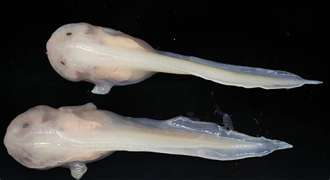  Umbrellabranchingfish: A Curious Dweller of Deep Ocean Trenches!