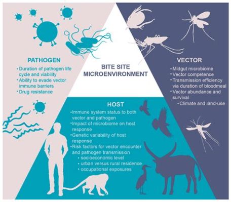  Véctơ: Những Kẻ Nghịch Ngợm Gây Bệnh Chết Người Nhưng Cũng Là Vật Chủ Tiêm Vaccine!