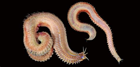  Vespertillio! This Tiny Marine Worm Is a Master of Disguise With Incredible Regeneration Abilities