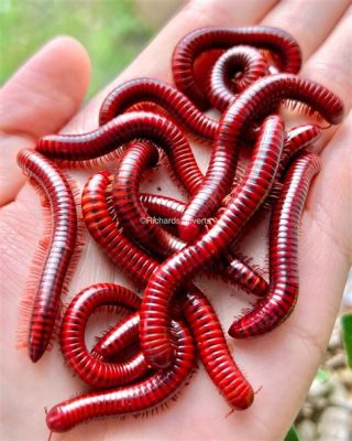  Vietnamese Millipede! Discover the Enchanting World of These Thousand-Legged Wonders