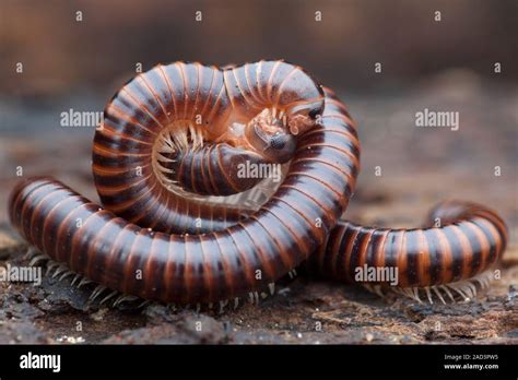  Vogelkop Millipede: A Slow-Moving Enigma Wrapped in Hundreds of Legs!