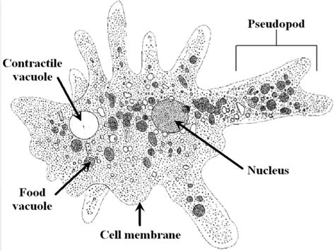  Weaveria! An Amoebozoan Masterpiece of Microscopic Morphology