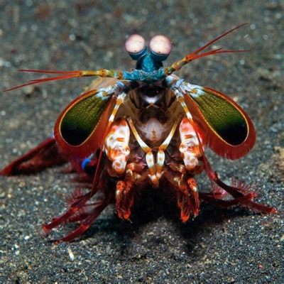  Woolly Shrimp: A Deep-Sea Dweller With Exquisite Fuzzy Appendages!