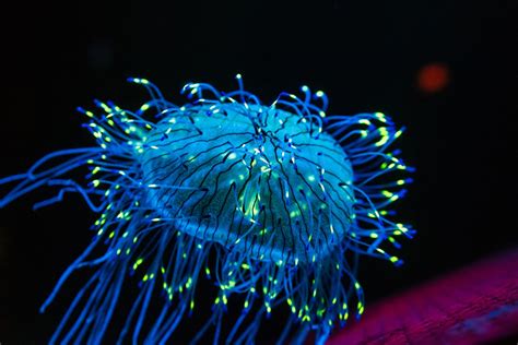  Xenia: Những Con Polyp Sặc Sỡ Thu Hút Bằng Ánh Sáng Bioluminescent Kì Lạ!