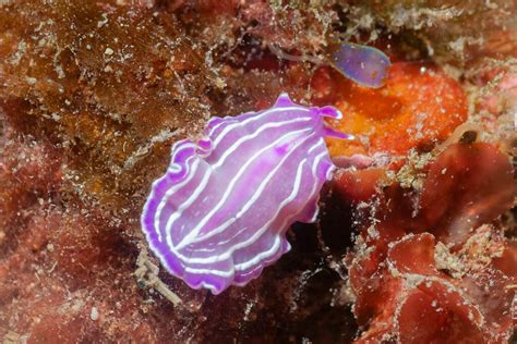  Xiphidiophora! A Tiny Marine Flatworm that Defies Gravity