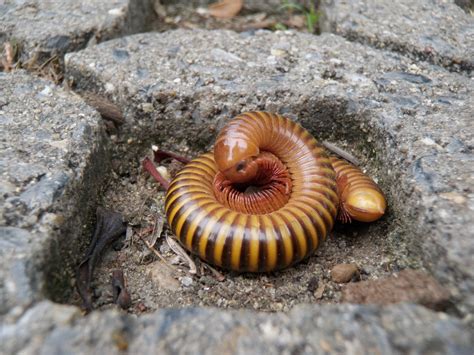  Xylocopa!  The Giant Millipede: A Tiny Tank on Legs, Crawling Through Leaf Litter with Unbelievable Strength