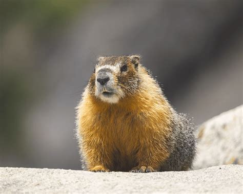  Yellow-bellied Marmot: A Masterful Hibernator With Remarkable Social Structures!