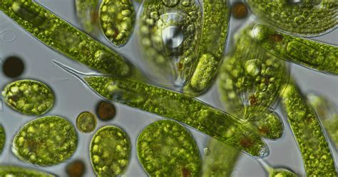  Yellow-Green Algae:  A Tiny Single-Celled Wonder Hiding In Plain Sight!