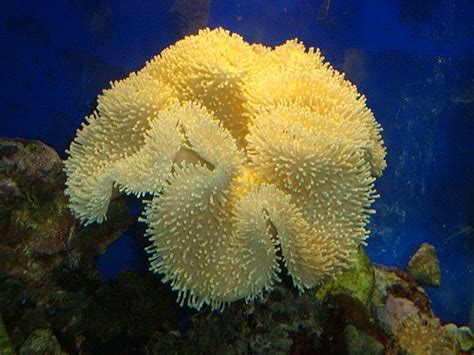  Yellow Leather Coral: A Vibrant Seafloor Jewel That Blooms With Life!