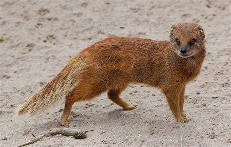  Yellow-Mongoose! A Small Mammal With Fierce Hunting Instincts Hiding Among the Tall Grass