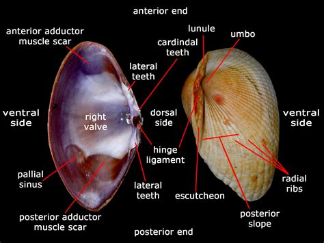  Yellow Mussel: These Tiny Bivalves Are Masters of Filtering Water and Creating Resilient Reefs!