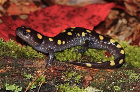  Yellow-spotted Salamander: A Tiny Amphibian Masterfully Disguised as a Leaf Litter Connoisseur!