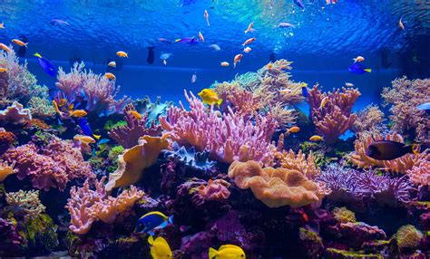  Yellowgrove Corals: These Colorful Underwater Gardens Are Not Only a Feast for the Eyes But Also Crucial Habitats for Marine Life!