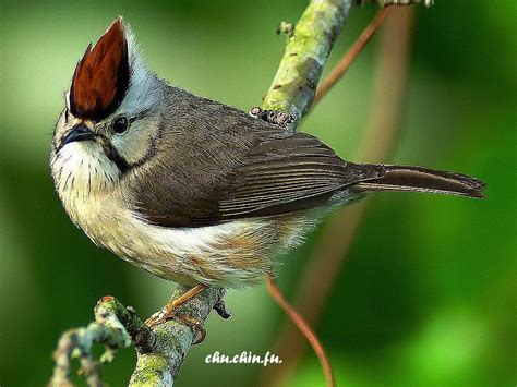  Yuhina, Loài Chim Sặc Sỡ Và Những Bầu Trời Rực Rỡ!