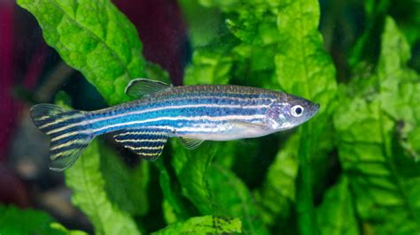  Zebra Fish:  Thật sự là một loài cá kỳ lạ với khả năng tái tạo đáng kinh ngạc!