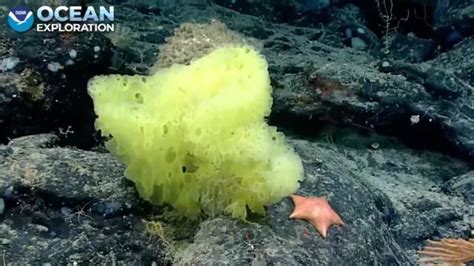  Zeuxidamus! The Sponge That Lives Life On Its Own Terms And Is Also Master Of Camouflage