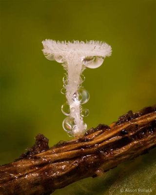  Zoom into the Microscopic World: Discover the Fascinating Slime Mold ZRetrouvez!