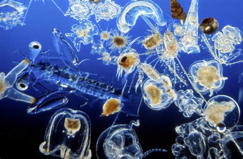  Zooplankton: Những sinh vật lơ lửng trong dòng chảy đại dương!